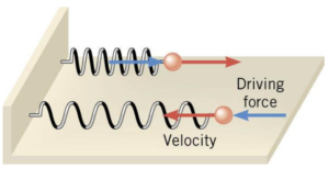 IBDP Physics SL&HL: C.1 Simple harmonic motion Study Notes -First ...