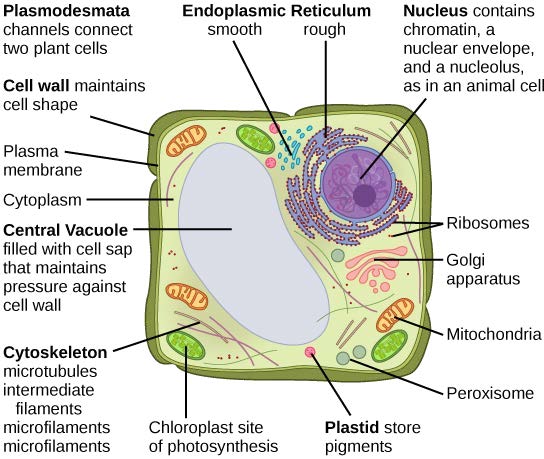 Plant Cell