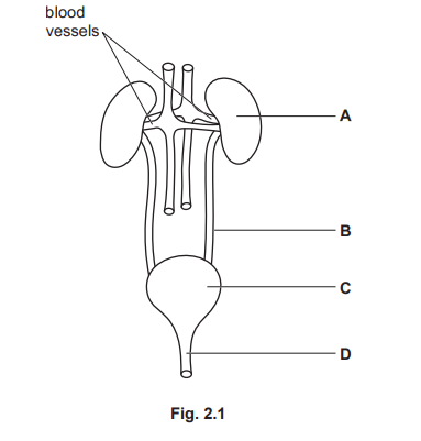 Excretory System Diagram