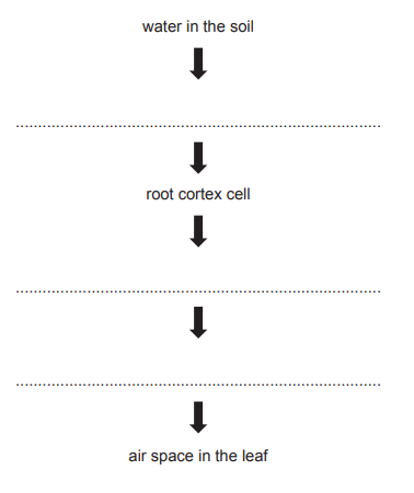 Water Uptake Flowchart