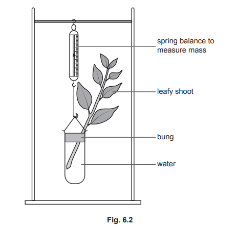 Transpiration Apparatus