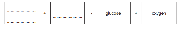 Word equation for photosynthesis with blanks