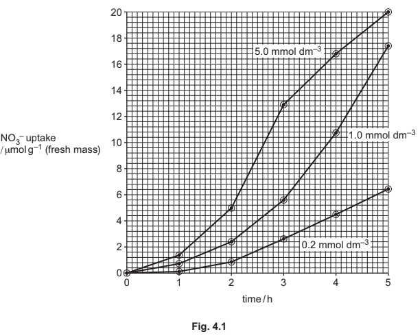 Nitrate uptake rates in maize roots