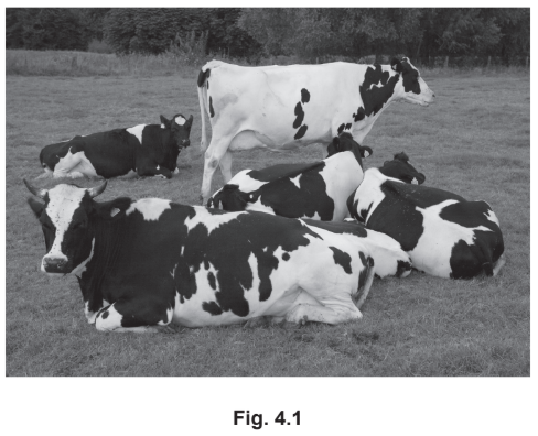 Holstein Friesian Cattle
