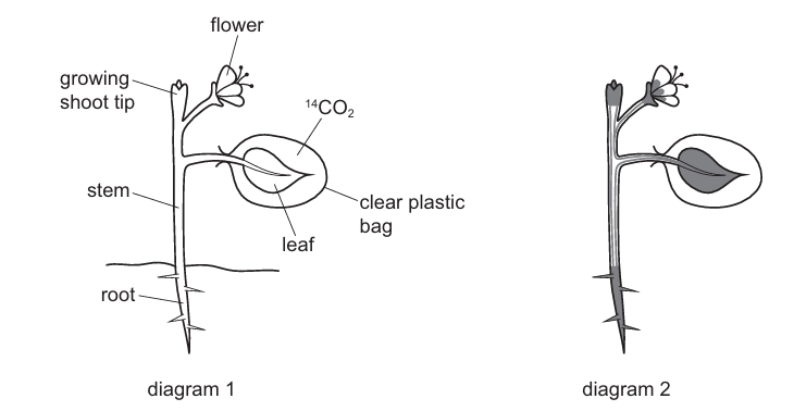 Plant Experiment Diagram