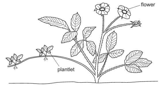 Plantlets on a Parent Plant