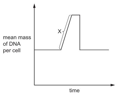 DNA Mass Changes During Mitosis