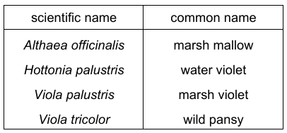 Plant Names Table