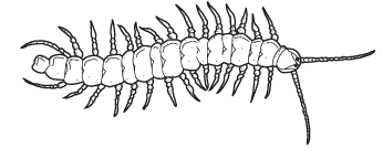 Arthropod Diagram