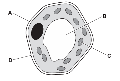 Plant Cell Diagram