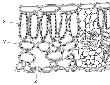 Leaf Cross-Section Diagram