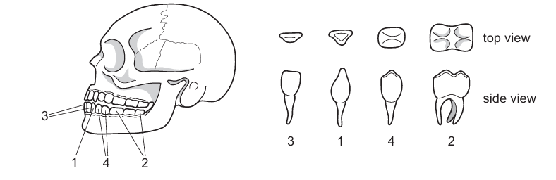 Human Teeth Diagram
