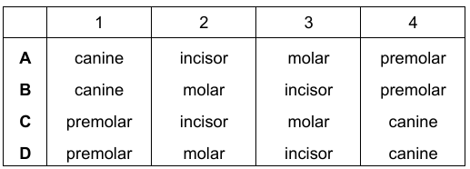 Teeth Identification Table