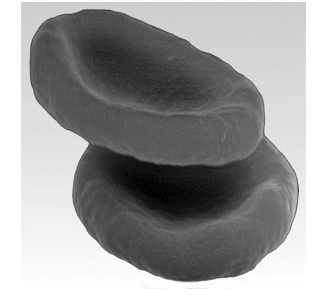 Blood Cells Photomicrograph