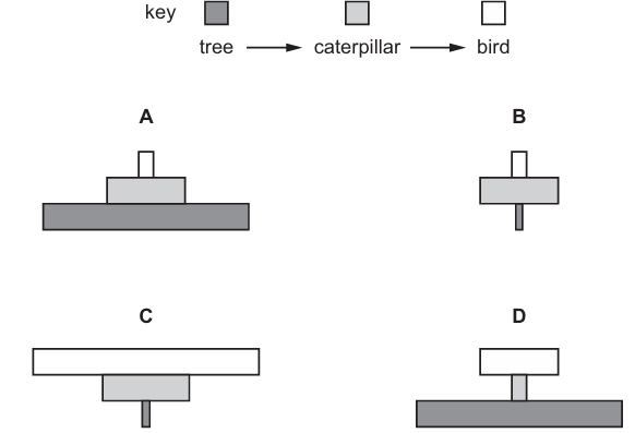 Food Chain Diagram