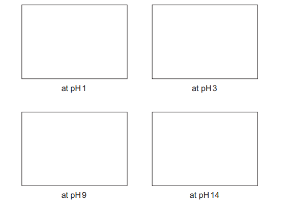 Ionized Forms of Glutamic Acid