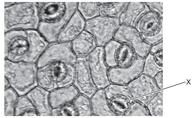 Leaf Photomicrograph