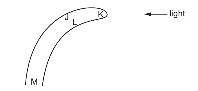 Plant shoot growing towards light