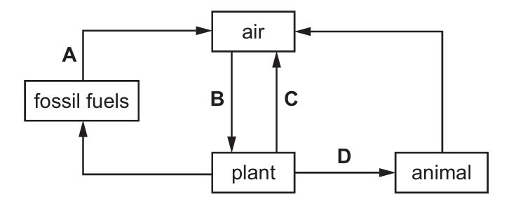 Carbon Cycle Diagram