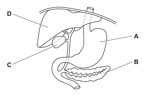 Digestive System Diagram