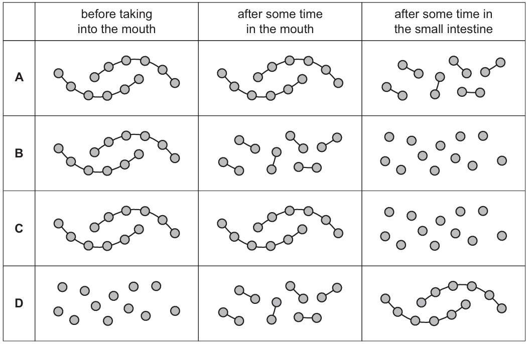 Carbohydrate Digestion Diagram