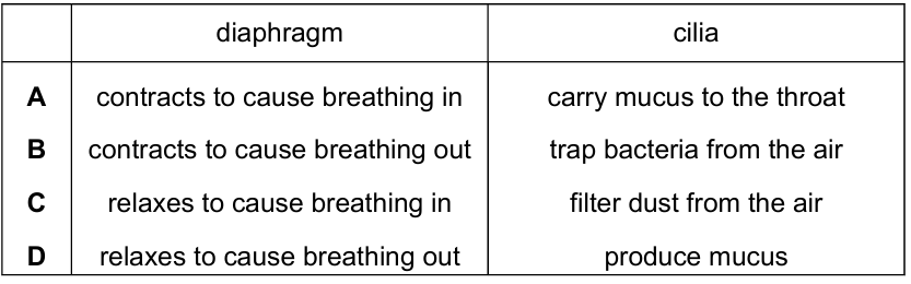Respiratory System Diagram