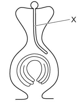 Carpel diagram