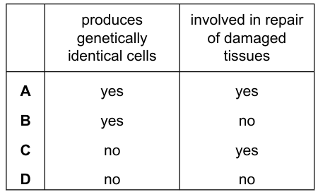 Meiosis Diagram