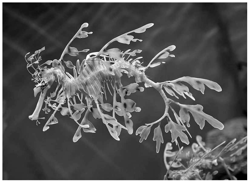 Leafy Sea-dragon