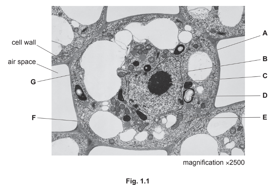 TEM of Stuckenia pectinata stem cell