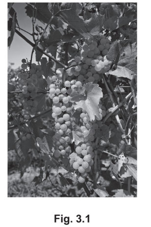 Grapes of Vitis vinifera