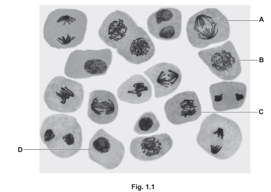 Cells at different stages of mitosis