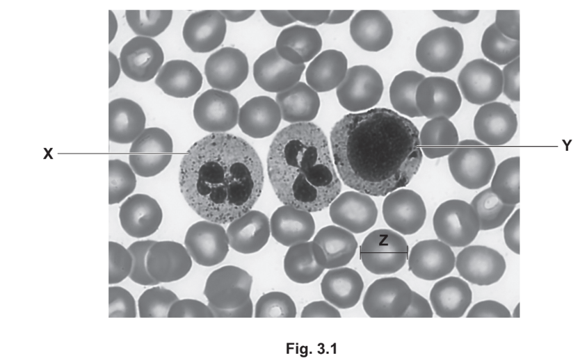 Blood cell photomicrograph