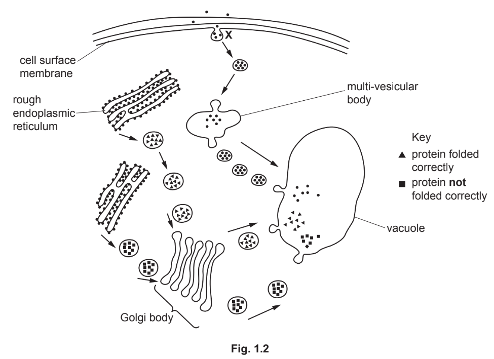Vesicle movement in plant cell