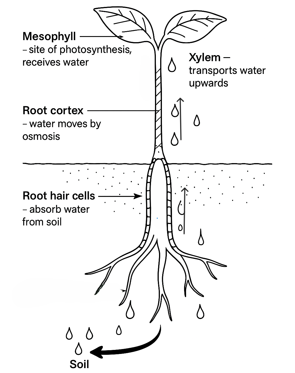 Transpiration diagram