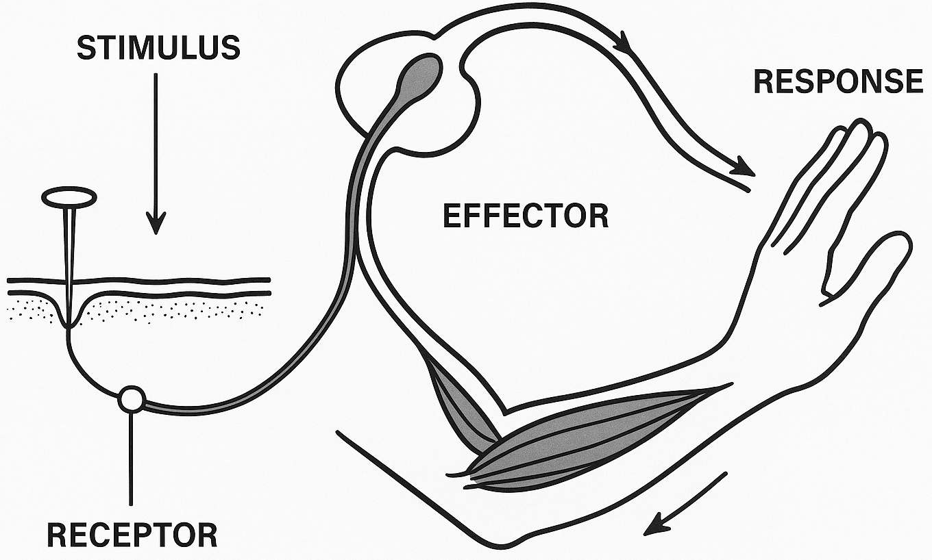 Reflex Action Diagram