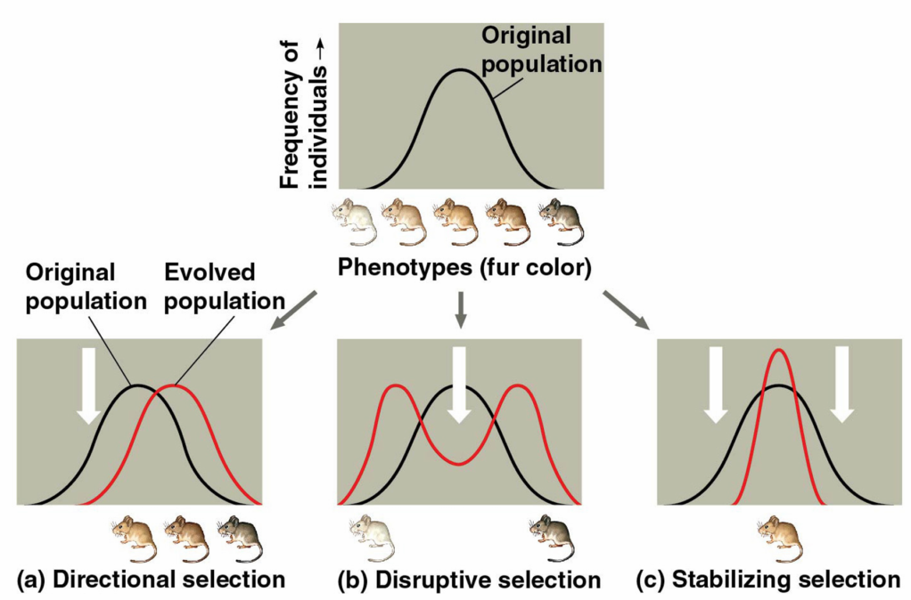 AP Biology 7.2 Natural Selection Study Notes