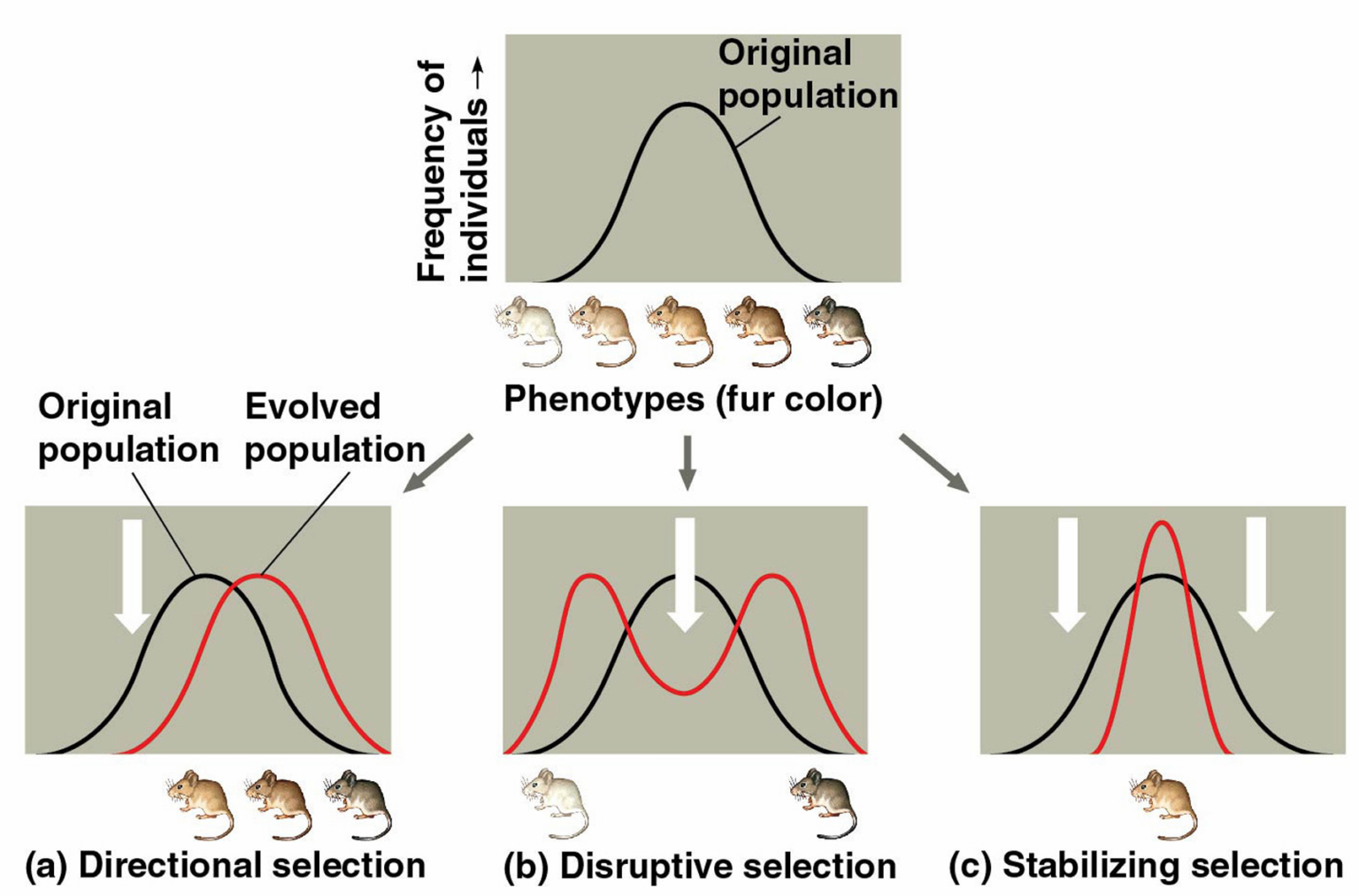 AP Biology 7.2 Natural Selection Study Notes