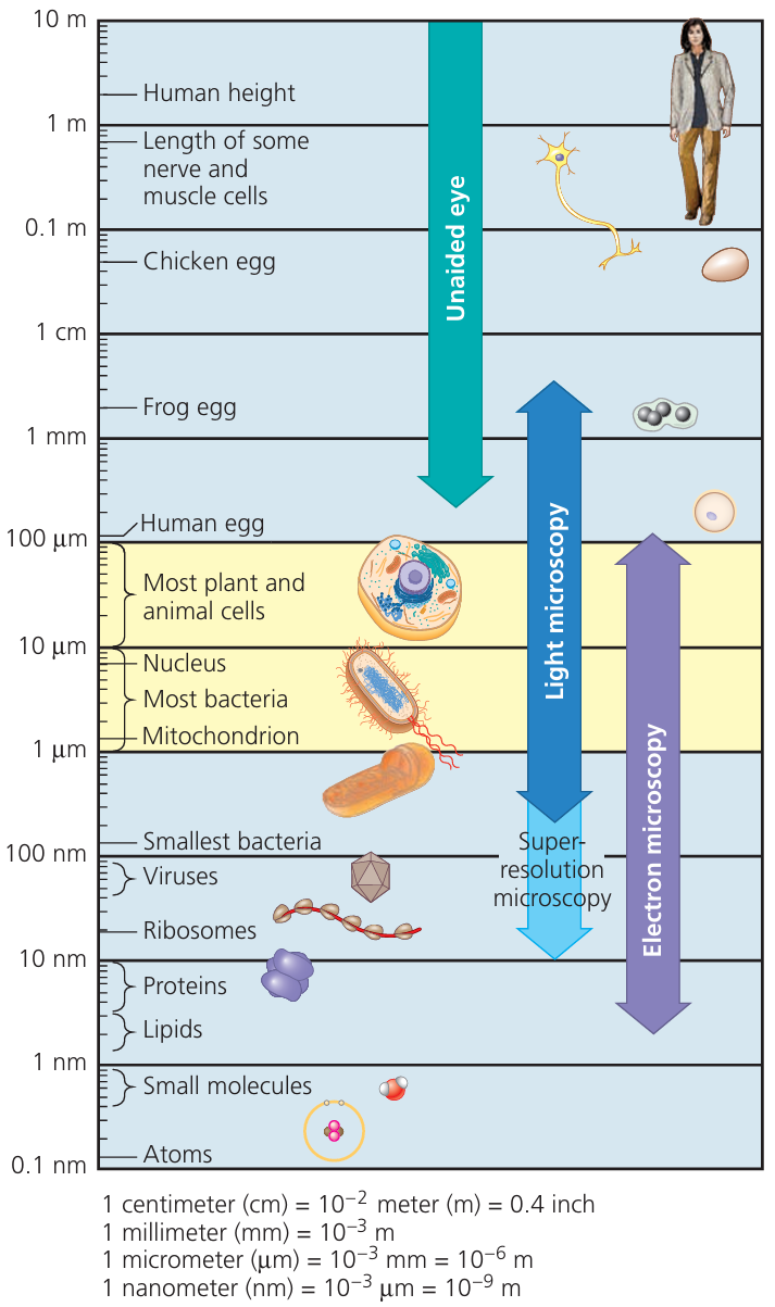 Magnification Diagram