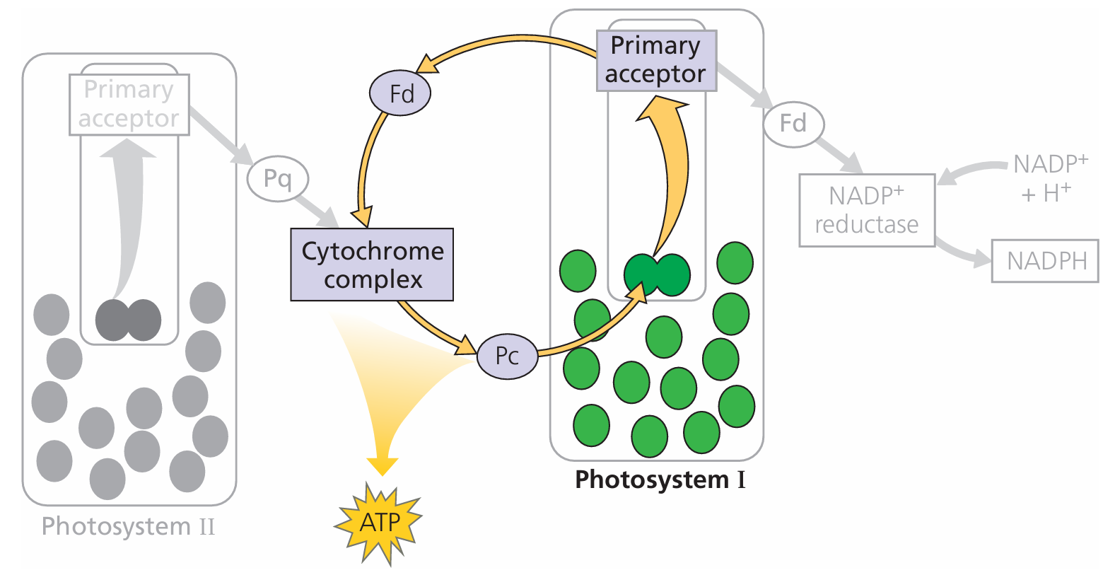 Calvin Cycle Diagram