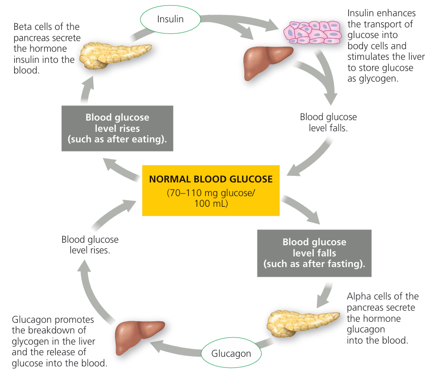 Glucagon Function Diagram