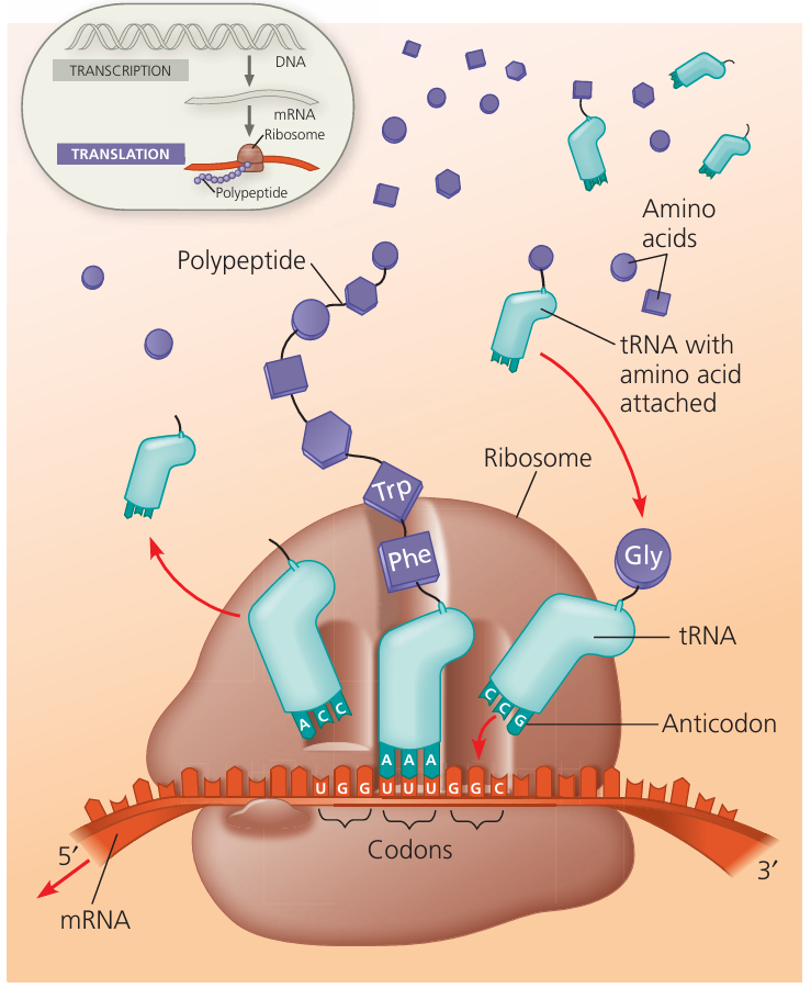 CIE AS/A Level Biology -6.2 Protein synthesis- Study Notes