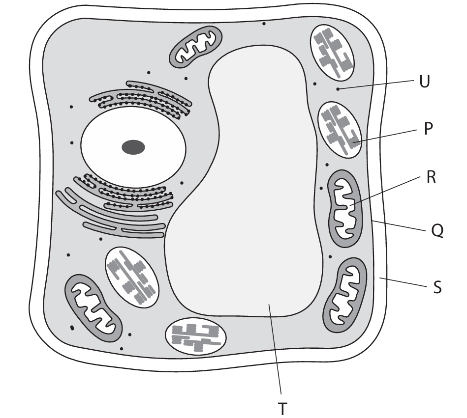Plant cell diagram with labelled structures P, Q, R, S, T, U