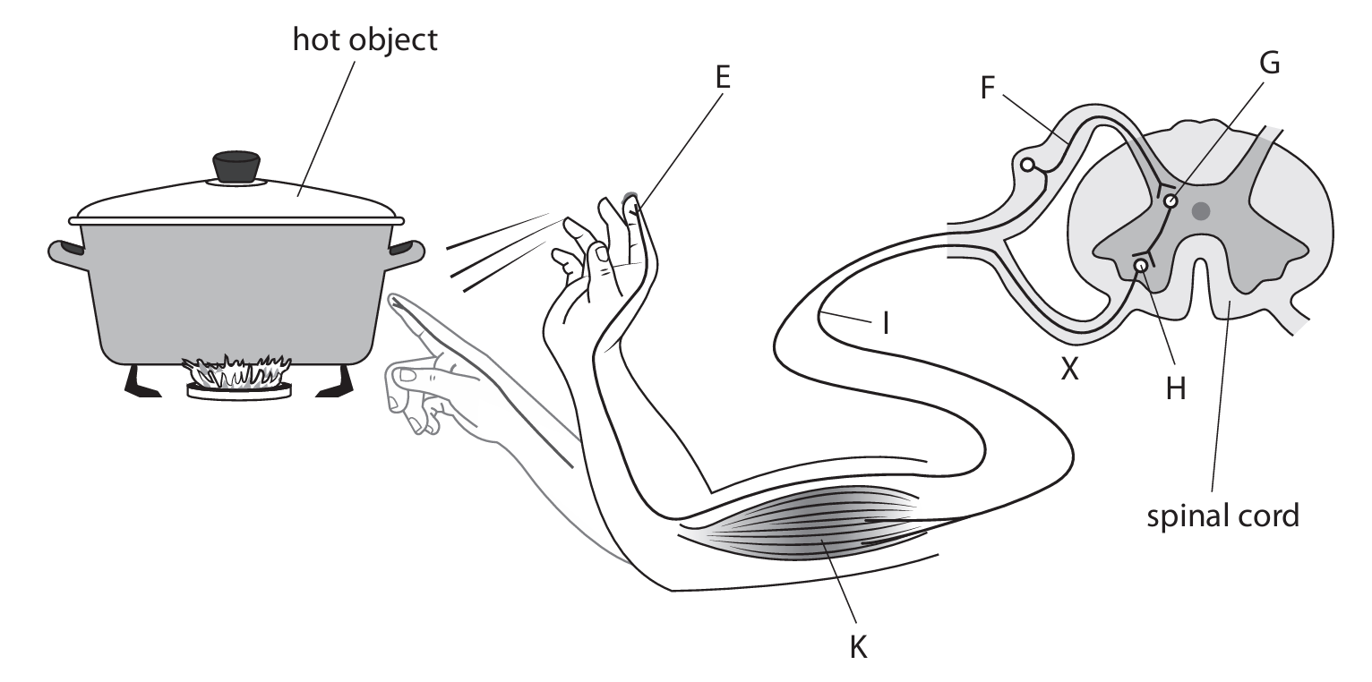 Reflex Arc Diagram