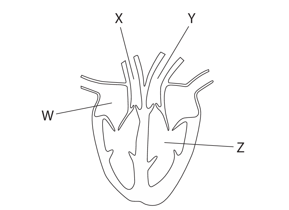 Human heart diagram