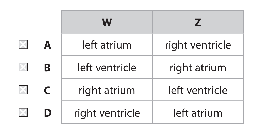Table of heart chamber options