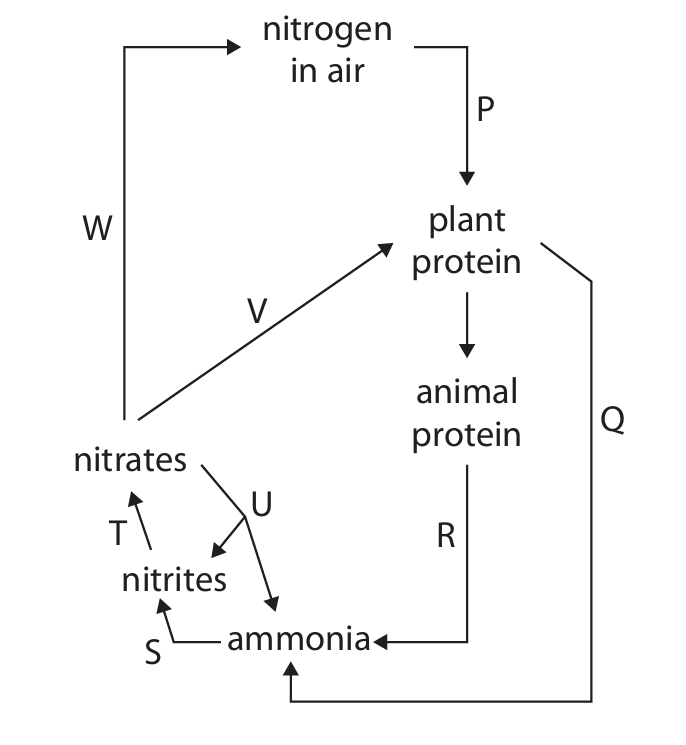 Nitrogen Cycle Diagram