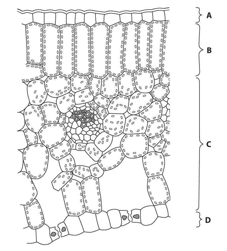 Leaf cross-section diagram