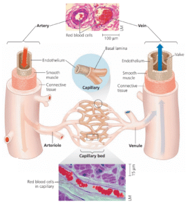 Edexcel iGCSE Biology-3.18 Structure & Function of structure of ...