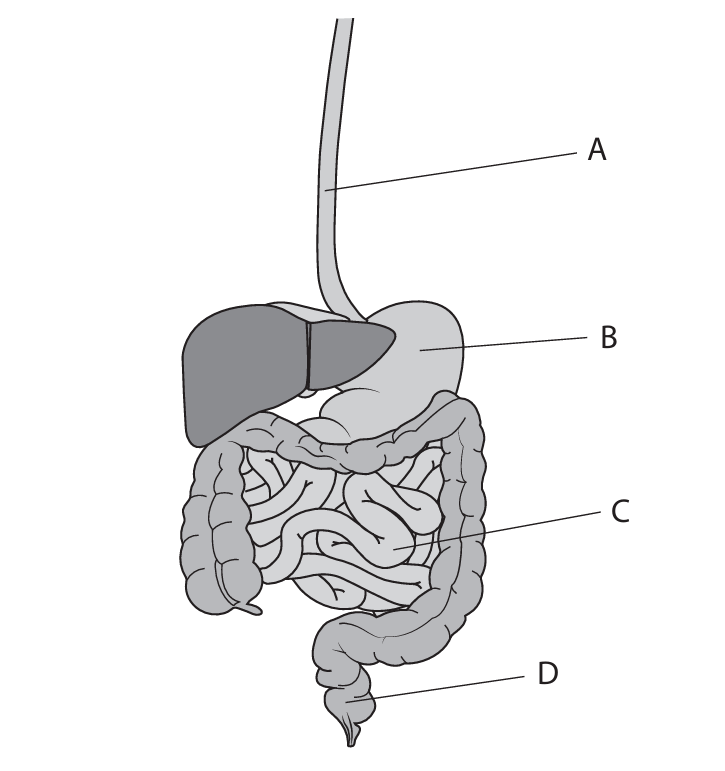 Human digestive system diagram